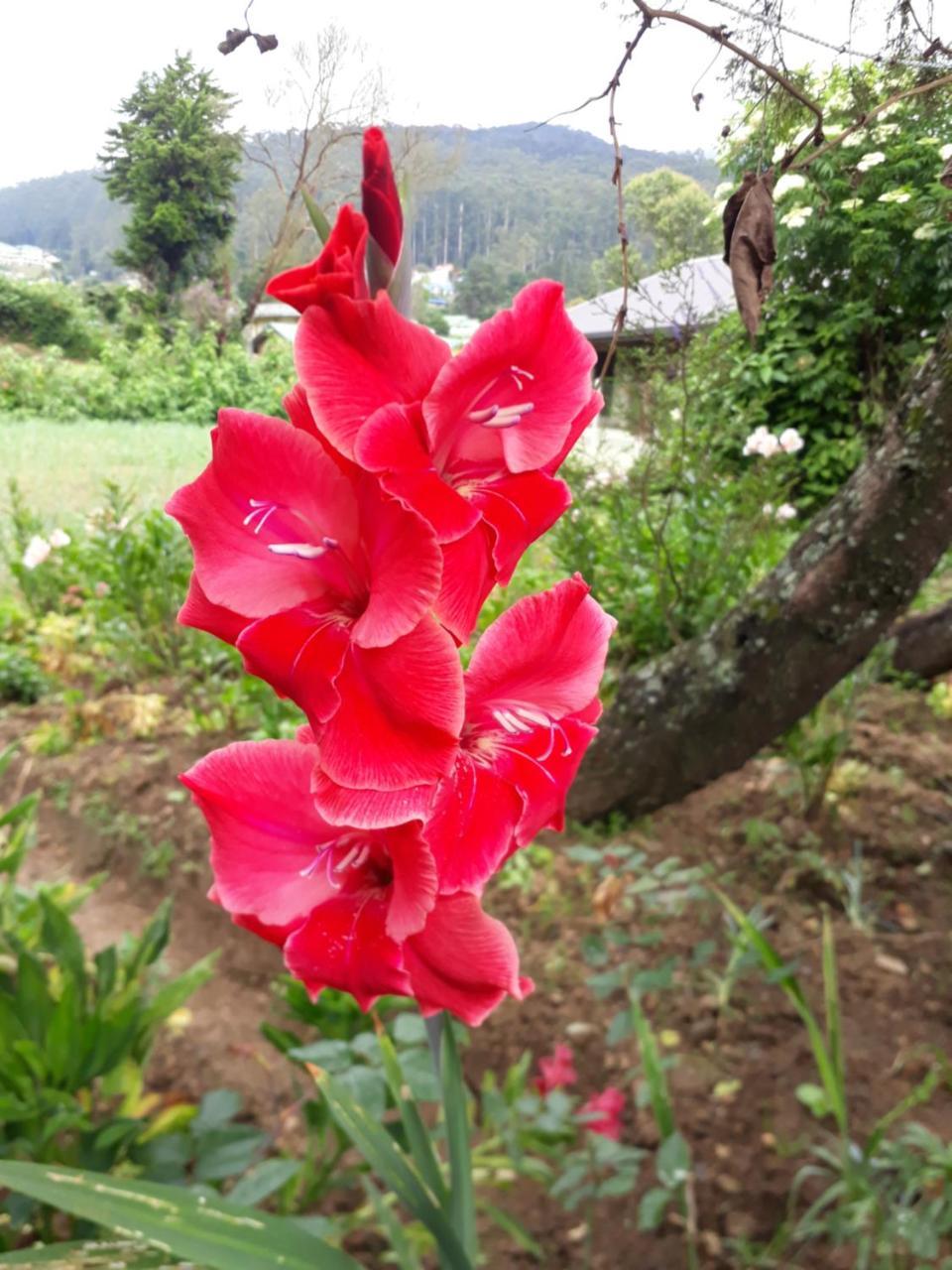 Rainyfreindz Hotel Nuwara Eliya Luaran gambar